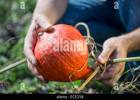 Kürbis Squash Kürbis Mann mit Garten Stockfoto