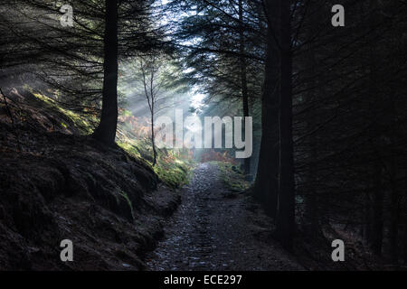 Einige schöne Sonnenstrahlen, da wir durch die Bäume auf die Allerdale Wanderung auf unserem Weg bis Dodd fiel im englischen Lake District gehen Stockfoto