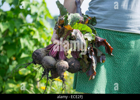 Frau mit frischen Haufen rote Beete Ernte Stockfoto