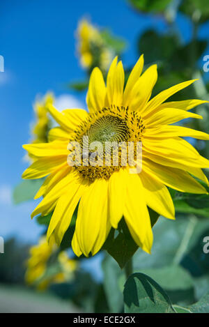Close-up Sonnenblume gelbe Blüte Biene Stockfoto