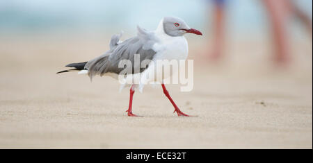 Grey-headed Gull (Chroicocephalus Cirrocephalus) am Sandstrand Strand, Sodwana Bay, Südafrika Stockfoto