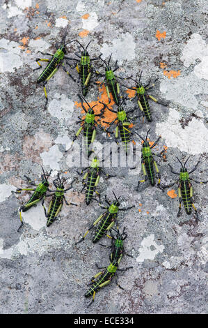 Grüne afrikanischen Heuschrecken (Phymateus Leprosus) auf einem Flechten bedeckten Felsen, Mkambati Nature Reserve, Eastern Cape, Südafrika Stockfoto