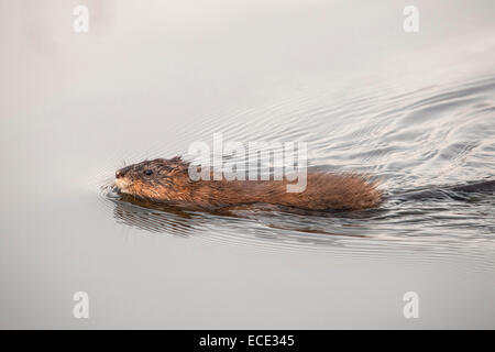 Gemeinsamen Bisamratte (Ondatra Zibethicus) in Wasser, Neusiedlersee, Burgenland, Österreich Stockfoto