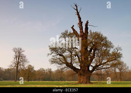 650 Jahre alte Eiche auf den Auen Wiesen im Frühjahr, Biosphärenreservat mittlere Elbe, Dessau-Roßlau, Sachsen-Anhalt Stockfoto