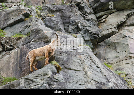 Alpensteinbock (Capra Ibex), Männlich, jung, Hohe Tauern Nationalpark, Kärnten, Österreich Stockfoto