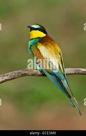 Europäische Bienenfresser (Merops Apiaster), Burgenland, Österreich Stockfoto