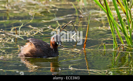 Wenig Grebe (Tachybaptus Ruficollis), Tirol, Österreich Stockfoto