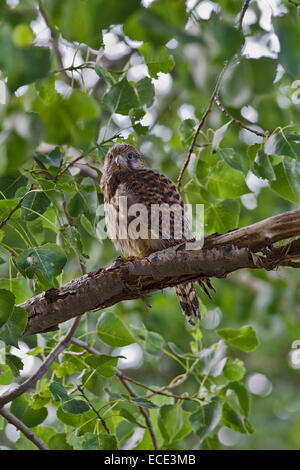 Turmfalken (Falco Tinnunculus), juvenile, Burgenland, Österreich Stockfoto