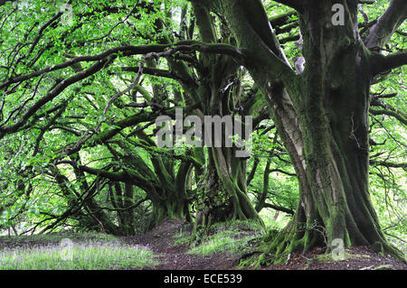 Buche Bäume im Frühling. Stockfoto