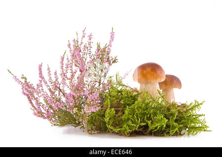 Zwei frische Steinpilze in ein grünes Moos und Heidekraut, die isoliert auf weißem Hintergrund Stockfoto