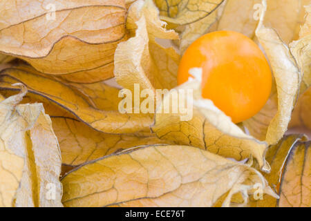 Frische kleine Physalis, Marmelade-Beeren-Früchte-Makro Stockfoto