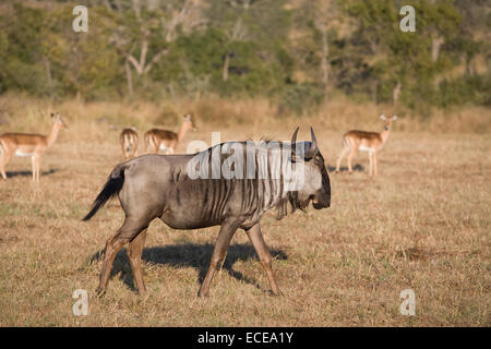 Wilderbeast und Impalas in afrikanischen Bush, Südafrika Stockfoto