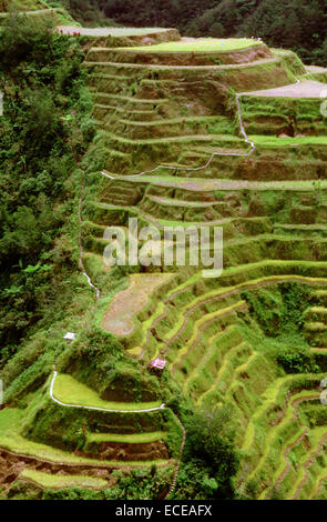 Reis Terrassen Trail. Aussichtspunkt. Banaue. Cordillera Central. Luzon. Philippinen. Banaue (oder alternativ als Banawe geschrieben) ist Stockfoto