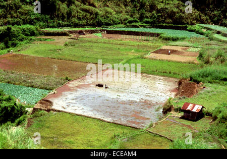 Reis-Terrassen. Sagada. Cordillera Central. Luzon. Philippinen. Von Banaue fahren Sie weiter, Sagada (per Jeepney) oder B Stockfoto