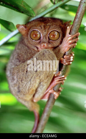 Koboldmaki. Tarsius Syrichta. Bohol. Las Visayas. Philippinen. Koboldmakis sind Haplorrhine Primaten der Familie Tarsiidae, die Stockfoto