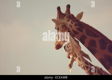 Zwei Giraffen im zoo Stockfoto