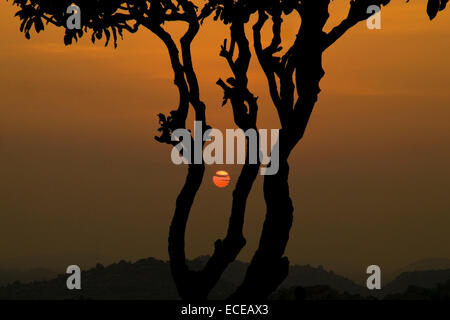 Indien, Karnataka, Hampi, Silhouette der Baum bei Sonnenuntergang Stockfoto