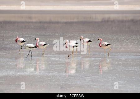 Bolivien, Flamingos an der Laguna Blanca Stockfoto