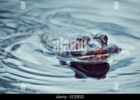 Frosch, Schwimmen im Teich, Zagreb, Kroatien Stockfoto