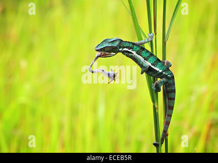 Chameleon auf Insektenjagd, Batam City, Riau Islands, Indonesien Stockfoto