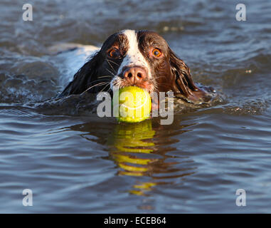 Springer Spaniel Hund schwimmen im Meer mit einem Tennisball Stockfoto