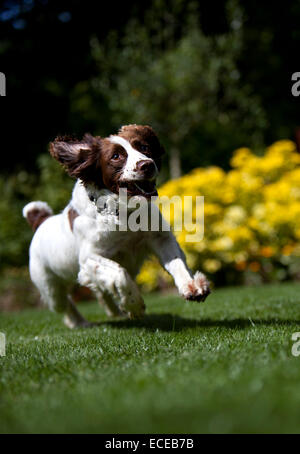 Springer Spaniel laufen im Garten Stockfoto