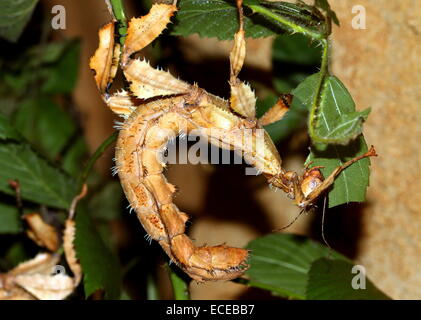 Weibliche australische Riesen stachelige Stabheuschrecke (Extatosoma Tiaratum). Stockfoto