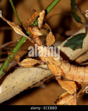 Australische Riesen stachelige Stabheuschrecke (Extatosoma Tiaratum). auch bekannt als Giant Spiny Stabheuschrecke, stacheligen Blatt oder Spazierstock Insekt Stockfoto
