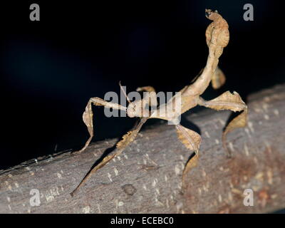 Australische Riesen stachelige Stabheuschrecke (Extatosoma Tiaratum), wahrscheinlich ein junges Männchen Stockfoto