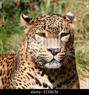 Sri-Lanka-Leopard oder Panther (Panthera Pardus Kotiya) Nahaufnahme Stockfoto