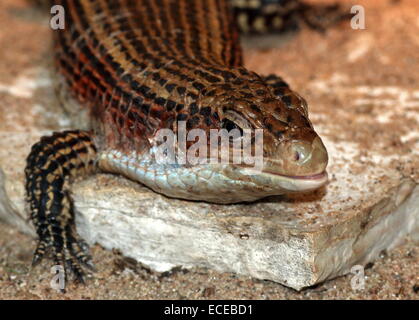 Sudan oder Western versilbert Eidechse (Gerrhosaurus großen, großen Broadleysaurus) Stockfoto