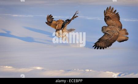 Zwei große grau-Eulen kämpfen, Montreal, Quebec, Kanada Stockfoto