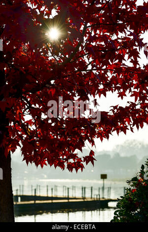 Italien, Sonne, die durch rote Laub der Ahornbaum mit See Pier im unscharfen Hintergrund Stockfoto