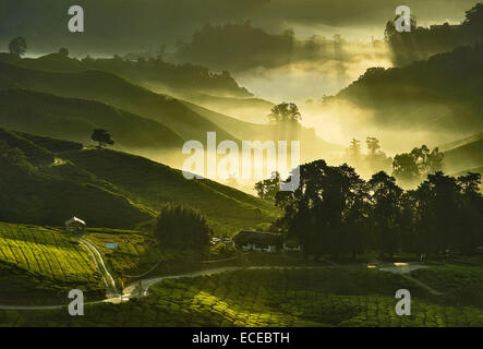 Malaysia, Cameron Highland, erhöhten Blick auf Teeplantagen mit Nebel und morgen Sonnenlicht Stockfoto