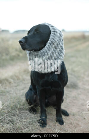 Schwarzer Hund tragen grau stricken Schal sitzt auf Feldweg Stockfoto