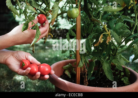 Nahaufnahme von Frau Tomaten pflücken Stockfoto