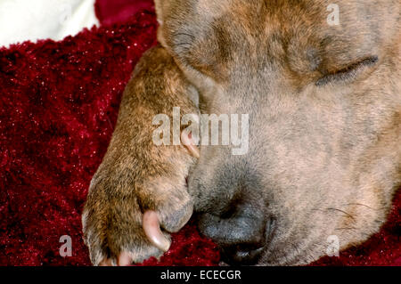 Nahaufnahme eines Schlaf-Hund seinen Kopf auf seine Pfote, schlafen auf einer roten Decke ruht. Stockfoto