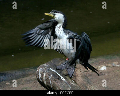 Juvenile Australian wenig pied Kormoran (Phalacrocorax Melanoleucos, Microcarbo Melanoleucos) Dryinh seine Federn Stockfoto