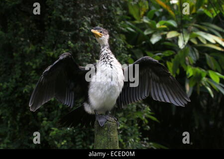 Juvenile Australian wenig pied Kormoran (Phalacrocorax Melanoleucos, Microcarbo Melanoleucos) trocknen seine Flügel Stockfoto