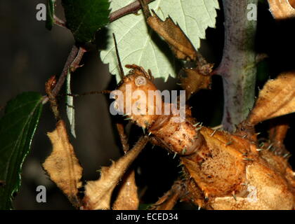 Australische Gehstock oder riesige stacheligen Stabheuschrecke (Extatosoma Tiaratum), Nahaufnahme des Kopfes und der Vorderbeine beim Essen Stockfoto