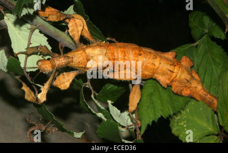 Weibliche australische Riesen stachelige Stabheuschrecke (Extatosoma Tiaratum). auch bekannt als Giant Spiny Stabheuschrecke oder Spazierstock Insekt Stockfoto