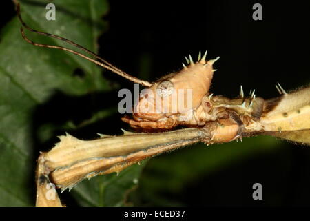 Australische Gehstock, der riesige stacheligen Stabheuschrecke (Extatosoma Tiaratum), Nahaufnahme des Kopfes und der Vorderbeine Stockfoto