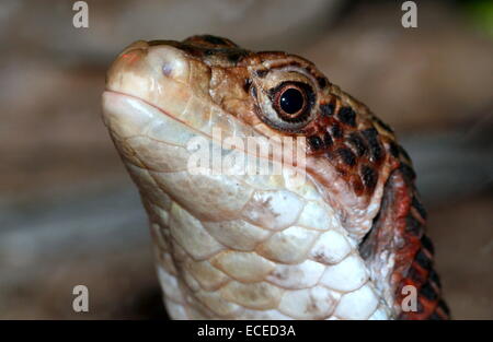 Sudan oder Western versilbert Eidechse (Gerrhosaurus großen, großen Broadleysaurus) Stockfoto