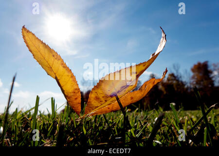 Gefallenen Blätter Hintergrundbeleuchtung von Sonne. Stockfoto