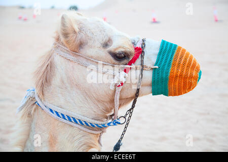 Kamel in den roten Sand "arabischen Wüste" in der Nähe von Dubai, Vereinigte Arabische Emirate Stockfoto