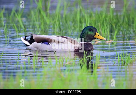 Männliche Stockente schwimmt auf dem Wasser Gras Stockfoto