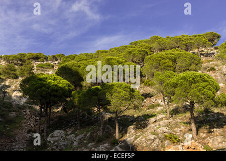 KIEFERN AUF FELSIGEN HÜGEL MIJAS MÁLAGA SPANIEN BLAUEN HIMMEL Stockfoto