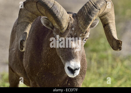 Eine enge vorne Bild eines Bighorn RAM zeigt Detail im Gesicht und Hörner Stockfoto