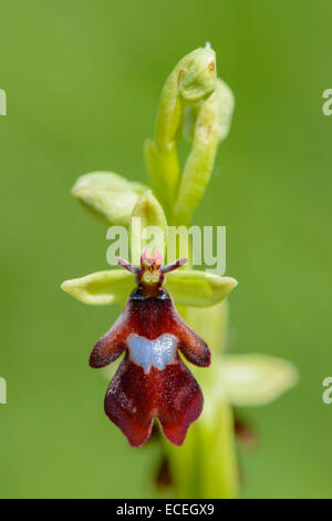 Fliegen-Ragwurz, Ophrys Insectifera, fliegen Orchidee Stockfoto