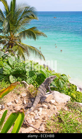 Leguan auf den Felsen in der Nähe von Ruinen von Tulum in Mexiko Stockfoto